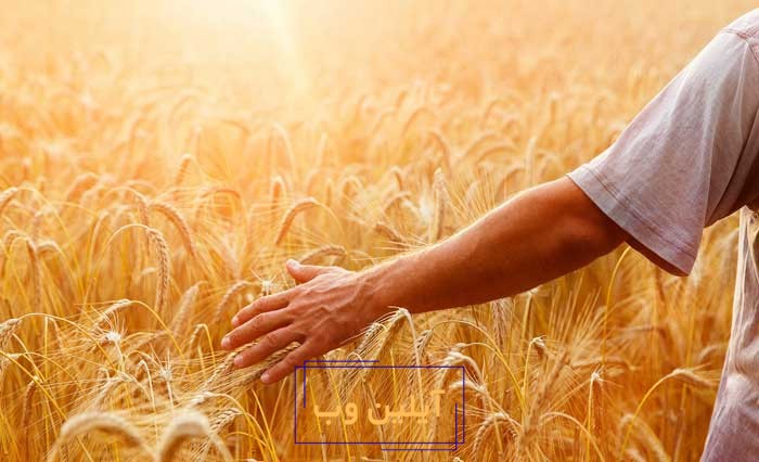 عکس گندم زار در فنگ شویی