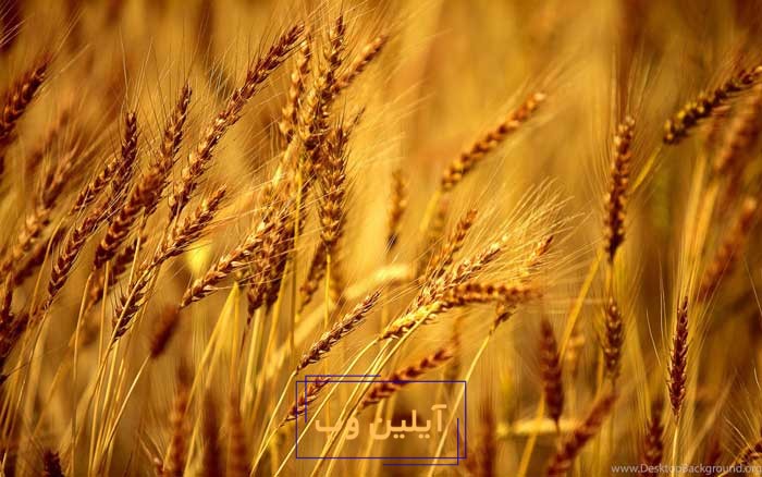 گندم در فنگ شویی