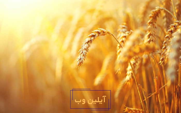 گندم در فنگ شویی
