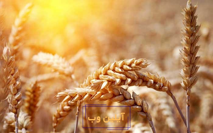 خوشه گندم در فنگ شویی