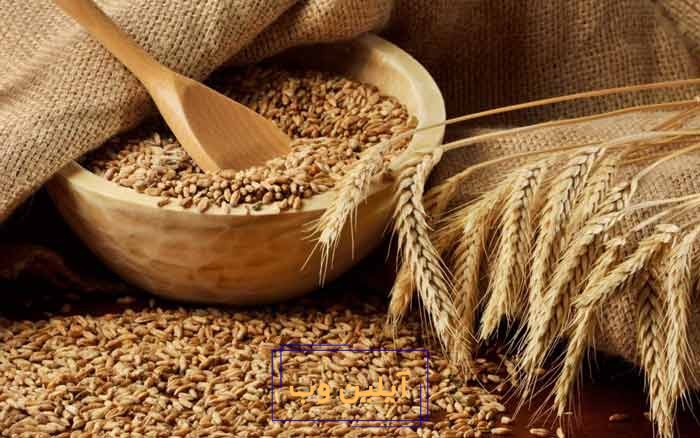 کاسه ثروت گندم