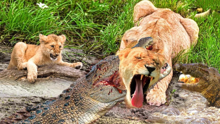 رازبقا جدید - حیوانات وحشی - حیات وحش - کروکودیل یک شیر را شکار کرد