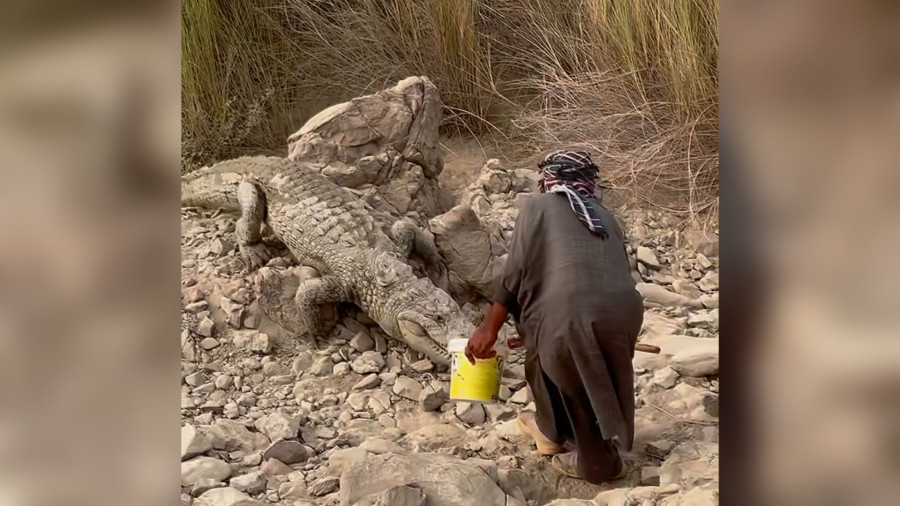 رفیق شدن یک بلوچ با گاندو، تمساح ایرانی در نزدیکی چابهار
