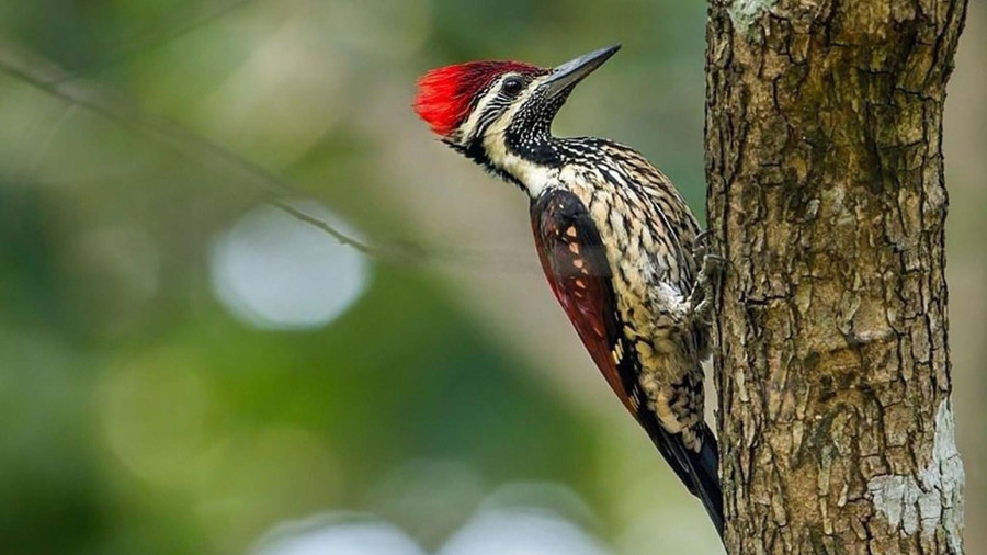 زبان دارکوب: ضربه‌گیری که با ۱۰۰۰ G مغز را نجات می‌دهد