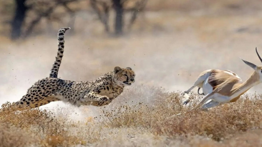 سرعت باور نکردنی یوزپلنگ در شکار غزال تیزپا