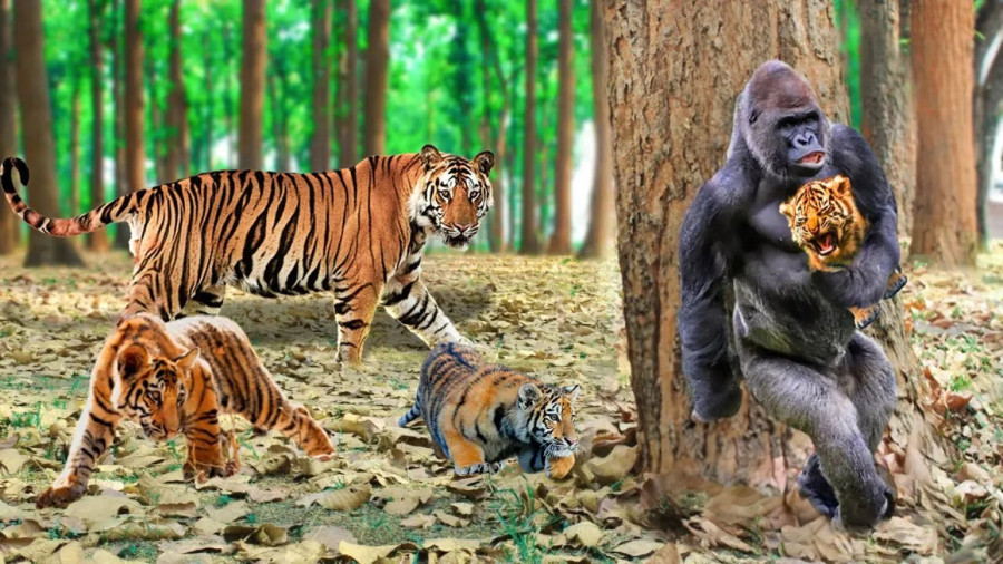 شکار حیوانات : حیات وحش جدید : مستند رازبقا : میمون توله ببر را دزدید