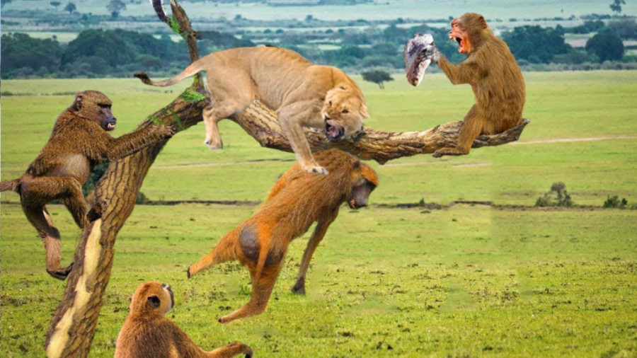 شکار حیوانات - حیات وحش - رازبقا آپارات - حمله شیرها به بابون