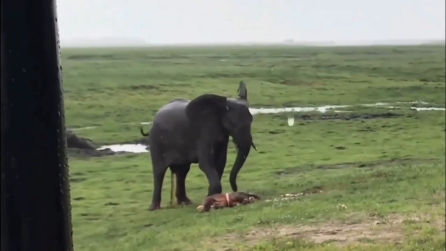 لحظه تولد یک فیل در باران؛ فیل‌های دیگر برایش سقف درست می‌کنند