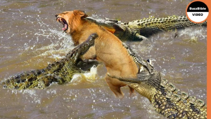 مستند حیات وحش - رازبقا جدید - حیوانات - فرار شیر از دست کروکودیل