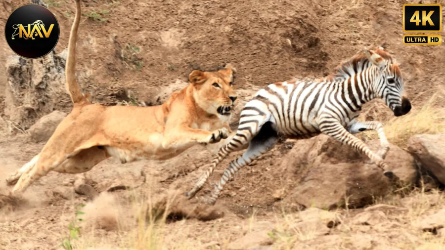 مستند حیوانات جدید ، حیات وحش ؛ رازبقا , گورخر غذای شیر شد