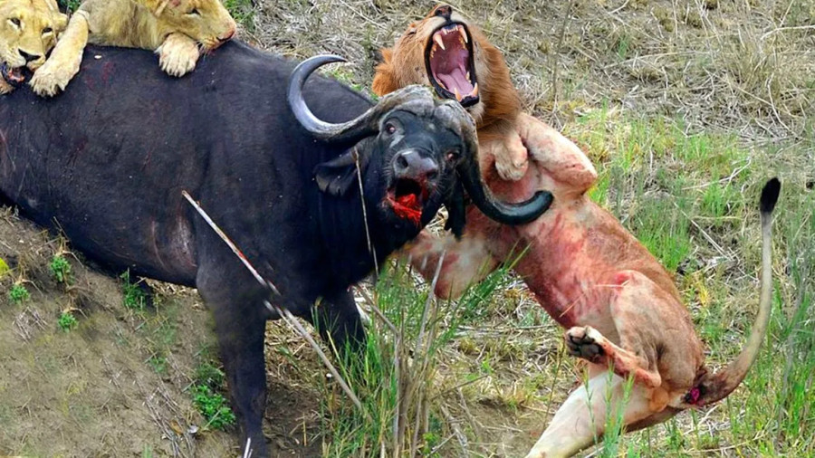 مستند حیوانات جدید : حیات وحش : رازبقا آپارات : نبرد خونین شیر و بوفالو