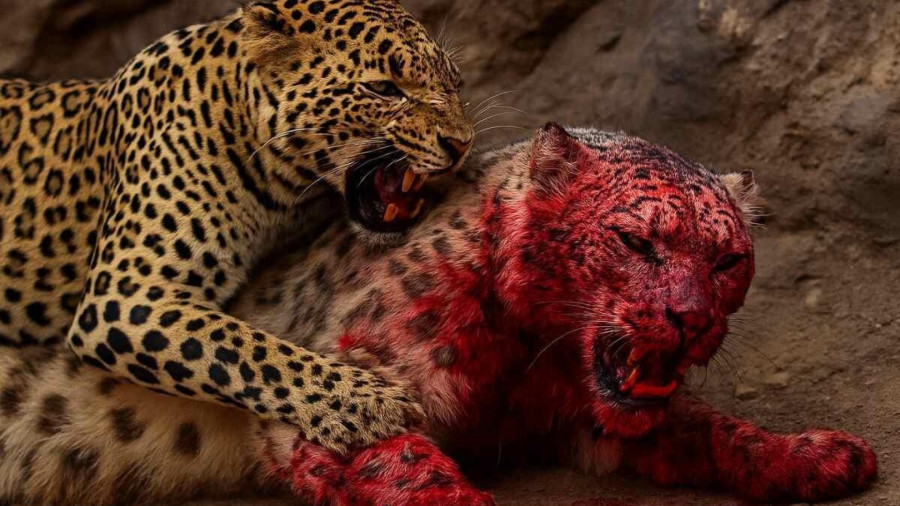 مستند رازبقا ؛ حیات وحش , حیوانات جدید ؛ نبرد پلنگ ها برای جفتگیری