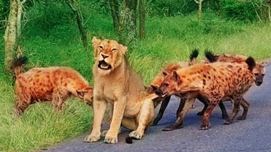 نبرد حیوانات : حیات وحش جدید : مستند رازبقا : حمله کفتارها به شیر