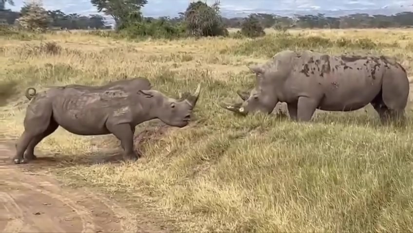 نبرد نفس‌گیر دو کرگدن عظیم‌الجثه برای تصاحب قلمرو