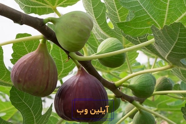 تعبیر خواب انجیر