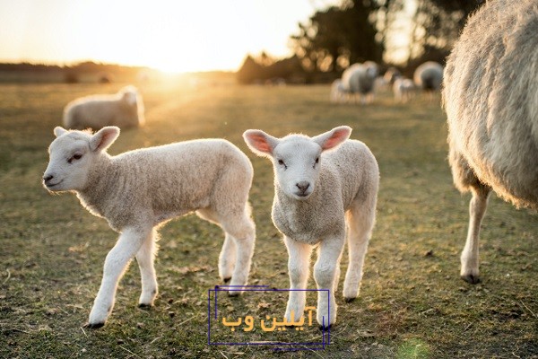 تعبیر خواب بره
