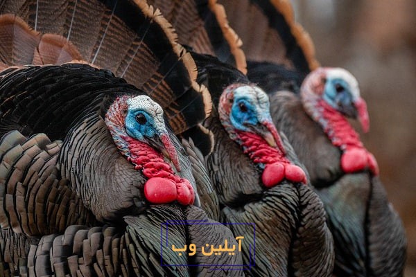 تعبیر خواب بوقلمون