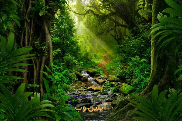 تعبیر خواب جنگل