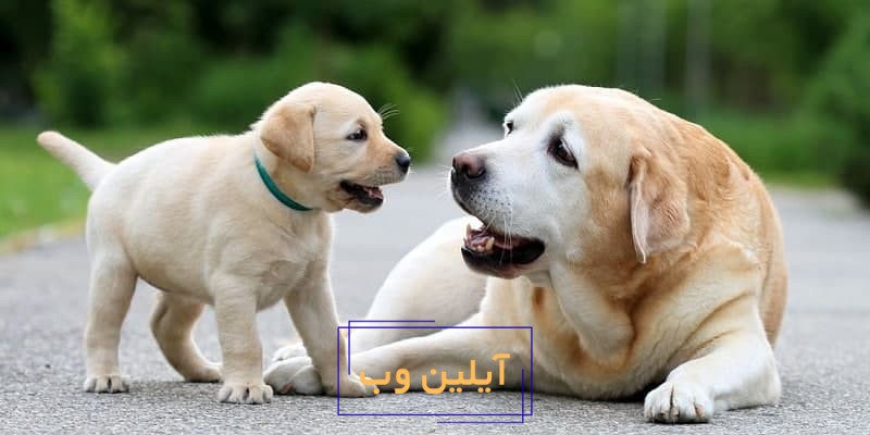 تعبیر خواب سگ