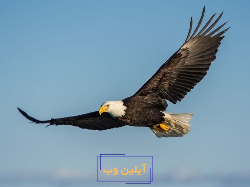 تعبیر خواب عقاب