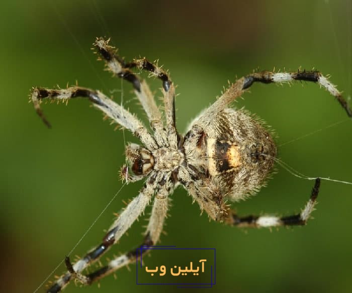 تعبیر خواب عنکبوت