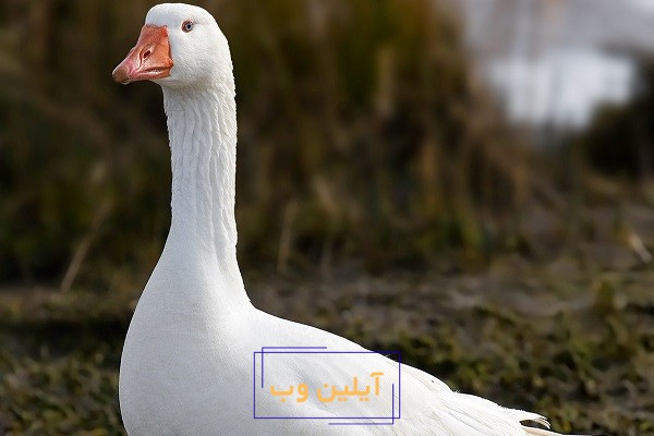 تعبیر خواب غاز