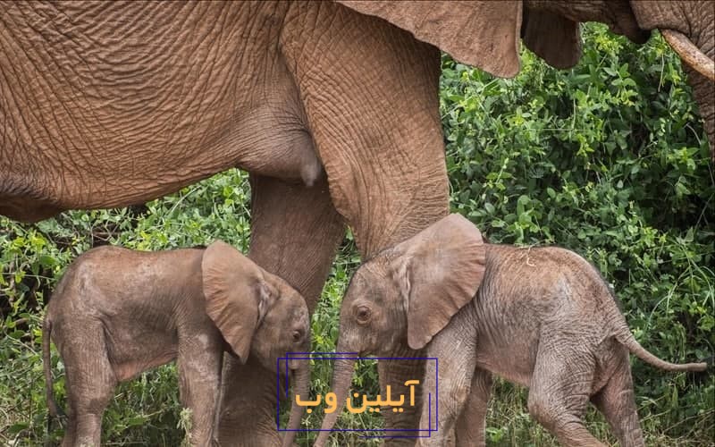 تعبیر خواب فیل