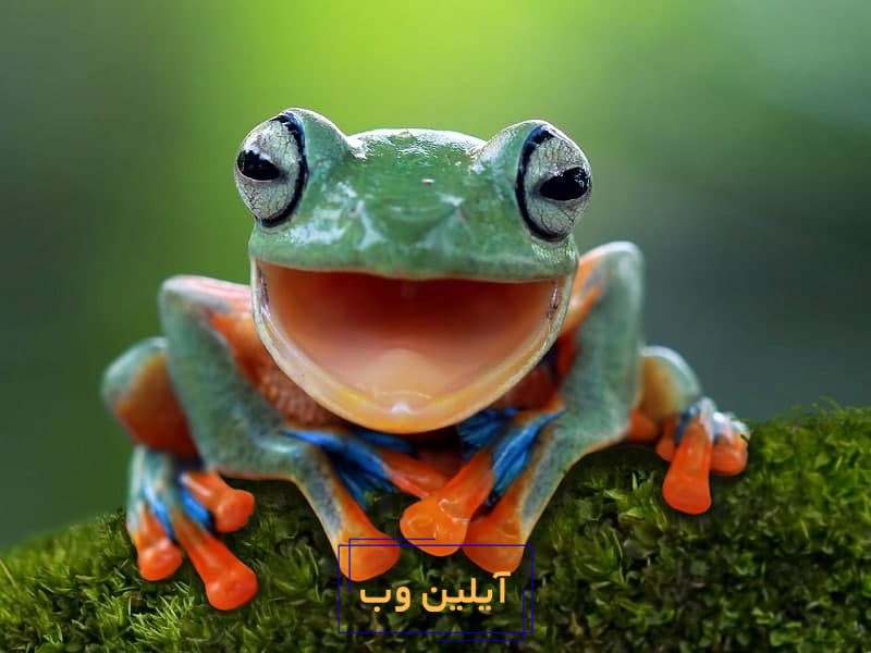 تعبیر خواب قورباغه