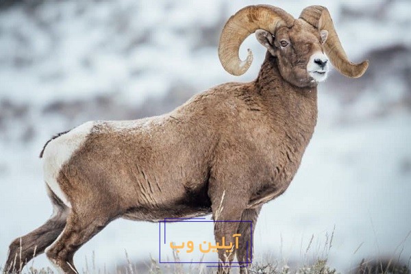 تعبیر خواب قوچ