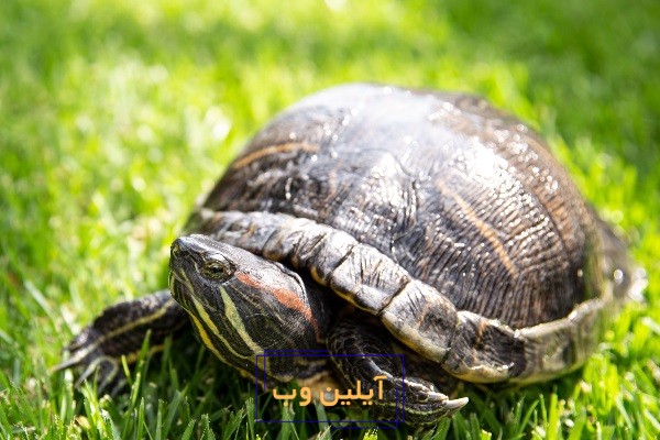تعبیر خواب لاک پشت