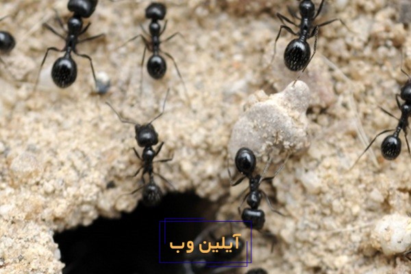 تعبیر خواب مورچه