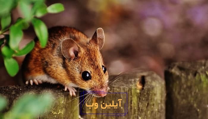 تعبیر خواب موش