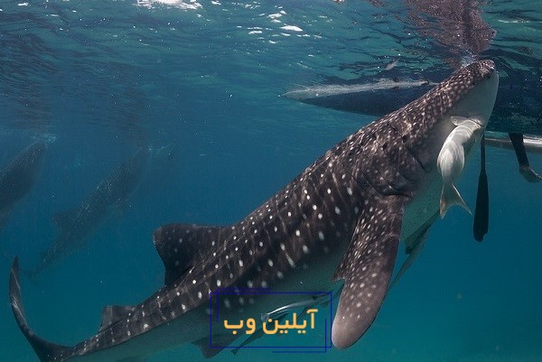 تعبیر خواب نهنگ