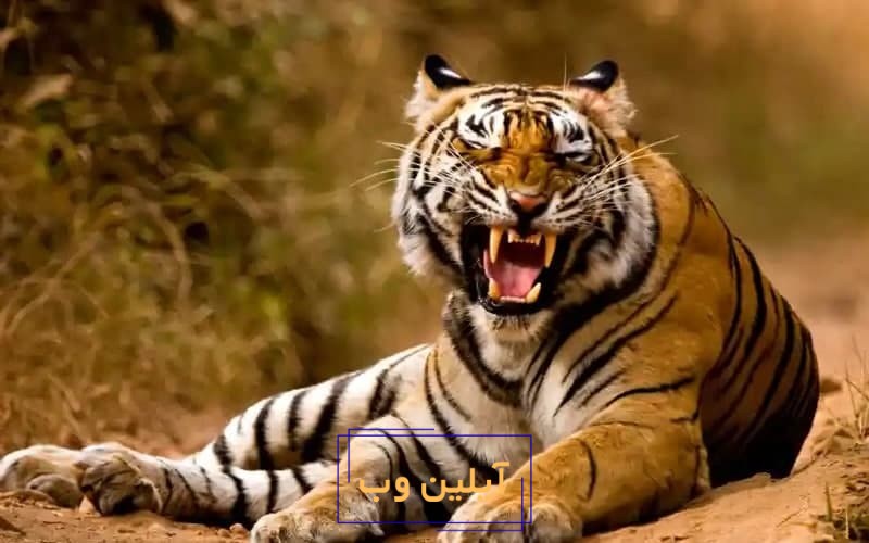تعبیر خواب پلنگ