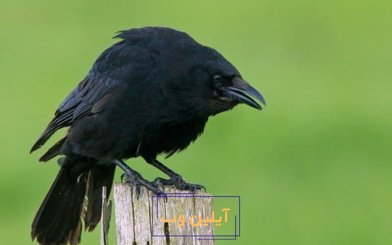 تعبیر خواب کلاغ