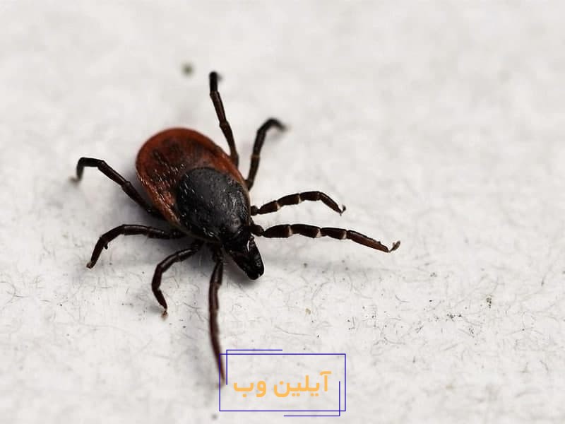 تعبیر خواب کنه