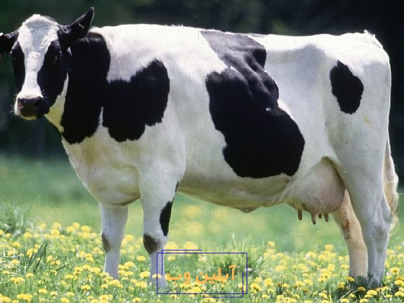 تعبیر خواب گاو