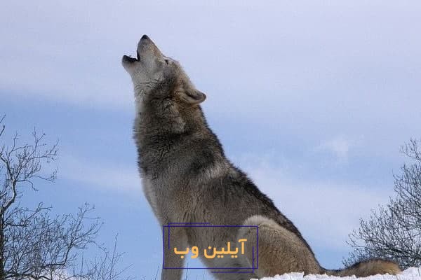 تعبیر خواب گرگ