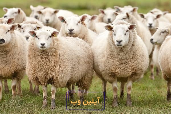 تعبیر خواب کله پاچه