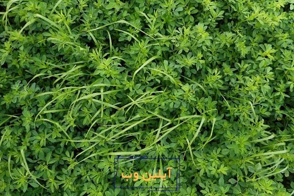 تعبیر خواب یونجه